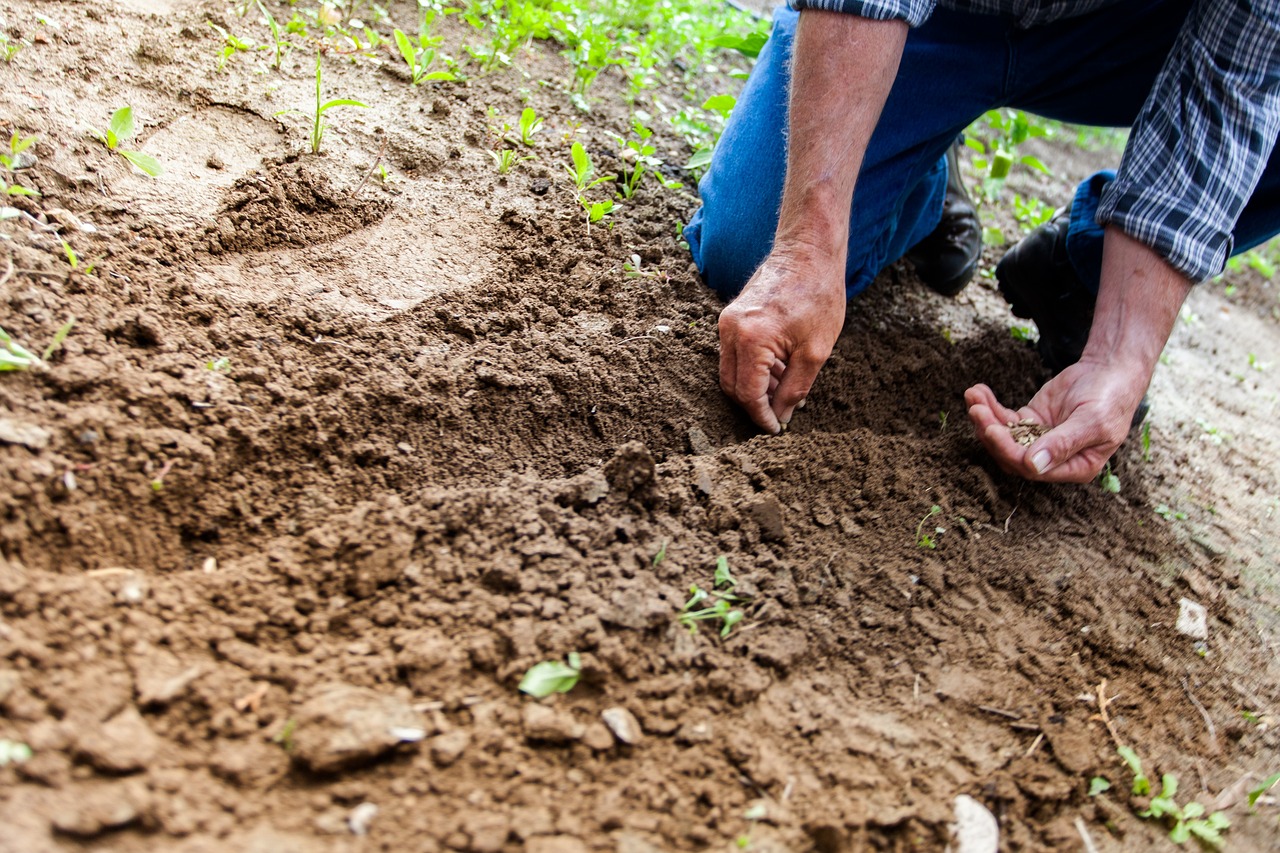 Jak dbać o rośliny i odpowiednią wilgotność gleby?